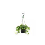 Gardenbox Askılı Saksıda Ingiliz Sarmaşığı Bitkisi Hedera Helix