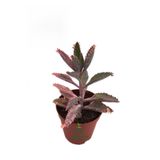 Gardenbox Aşkın Gözyaşı Çiçeği, Saksılı, Pembe Renk