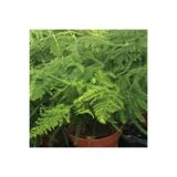 Gardenbox Asparagus Fidanı, Canlı İç Mekan Bitkisi