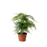 Gardenbox Asparagus Setaceus Kuşkonmaz İç Mekan Bitkisi, Ø:12 cm, H:35 cm