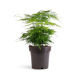 Gardenbox Asparagus Setaceus Tül Kuşkonmaz Çiçeği, 1 Adet Saksılı, 15-30cm