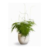 Gardenbox Asparagus Setaceus Tül Kuşkonmaz Çiçeği, 15-30 cm, Salon Çiçeği, 1 Adet