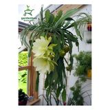 Gardenbox Atlas Çiçeği Sarı Renk 15-25 cm, Yellow Epiphyllum