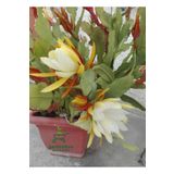 Gardenbox Atlas Çiçeği Sarı Renk 15-25Cm (Yellow Epiphyllum)