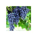 Gardenbox Avantajlı Tüplü Üzüm Fidanı( Cadı Parmağı) 1 Yaşında Aşılı Yüksek Verimli