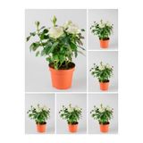 Gardenbox Avantajlı Yediveren Krem Beyaz Renginde Yoğun Kokulu (40 60 CM) 2 Adet Saksılı Aşılı Gül White Rose