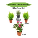 Gardenbox Bahçe Peyzaj Seti, 2 Adet Limoni Servi Fidanı, 1 Adet Pembe Gül, Hediye Biberiye