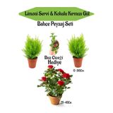 Gardenbox Bahçe Seti 2 Adet Limon Servi Çamı+1 Adet Kırmızı Gül+Hediye Buz Çiçeği