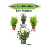 Gardenbox Bahçe Seti, 2 Adet Limoni Servi Fidanı, 1 Adet Beyaz Gül Fidanı, Hediye Biberiye