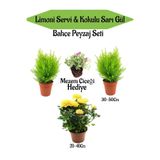 Gardenbox Bahçe Seti, 2 Adet Limoni Servi Fidanı, 1 Adet Sarı Gül Fidanı, Hediye Mezem Çiçeği