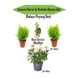 Gardenbox Bahçe Seti, 2 Adet Limoni Servi Fidanı, Beyaz Gül Fidanı, Buz Çiçeği Hediye