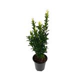 Gardenbox Bahçe Seti, 2 Adet Yeşil Taflan Fidanı + 2 Adet Sarı Taflan Fidanı + Mezem Çiçeği