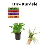 Gardenbox Bahçe Seti Yoğun Kokulu Itır Çiçeği + Kurdele Saksılı Dış Mekan Bitkileri, Çok Renkli, 2'li Set
