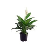 Gardenbox Barış Çiçeği Spathiphyllum, 50-80 cm, Saksılı, İç Mekan Bitkileri