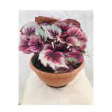 Gardenbox Begonia Rex, Beyaz Benekli Yeşil İçi Bordo Renkli, İç Mekan Bitkisi
