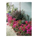 Gardenbox Begonvil Çiçeği Bougainvillea Bahçe Balkon Teras, Çok Renkli