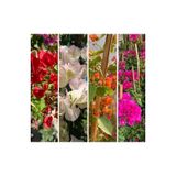 Gardenbox Begonvil Sarmaşığı Set 4 Adet, Kırmızı Beyaz Turuncu Pembe, Bol Çiçekli Balkon/Bahçe Çiçeği