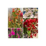 Gardenbox Begonvil Sarmaşığı Set 4 Adet, Kırmızı Pembe Turuncu Beyaz, Bol Çiçekli Balkon Çiçeği