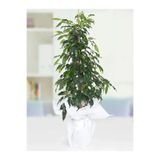 Gardenbox Benjamin Bitkisi 100 120 Cm Ficus Benjamina Danielle Salon Ev Ofis Bitkisi