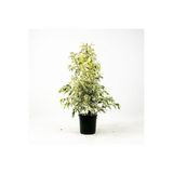 Gardenbox Benjamin Bitkisi Alaca Yapraklı, Saksılı, 60-80 cm, İç Mekan Bitkisi