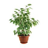 Gardenbox Benjamin Bitkisi, Ficus Benjamina, Sakslı, 60-80 cm, Yeşil
