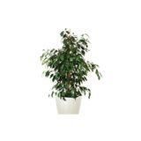 Gardenbox Benjamin Çiçeği Fidanı, 55-60 cm, Saksılı, Ficus Benjamina