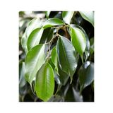 Gardenbox Benjamin Daniella Bitkisi, 30-40 cm, Canlı İç Mekan Bitkisi