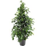 Gardenbox Benjamin Ficus Bitkisi, Saksılı, 80-110 cm, İç Mekan Salon Ofis Bitkisi