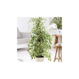 Gardenbox Benjamin Starlight Bitkisi (ALACA YAPRAKLI) 70-80cm