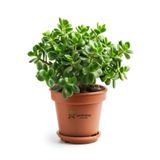 Gardenbox Bereket Çiçeği Crassula Ovata Saksılı Canlı Bitki, 15-25 cm, Yeşil