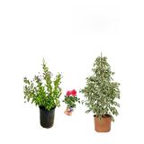 Gardenbox Beyaz Alacalı Benjamin Bitkisi, Ağaç Menekşesi, Gül Fidanı Hediyeli, 3'lü Set