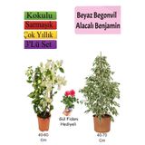 Gardenbox Beyaz Alacalı Benjamin Bitkisi, Beyaz Begonvil, Gül Fidanı Hediyeli Set, Çok Renkli