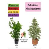 Gardenbox Beyaz Alacalı Benjamin Bitkisi, Defne Çalısı, Buz Çiçeği Hediyeli, 3'lü Set