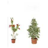 Gardenbox Beyaz Alacalı Benjamin Bitkisi, Fırça Çalısı, Buz Çiçeği, 3'lü Set, Çok Renkli