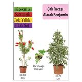Gardenbox Beyaz Alacalı Benjamin Bitkisi, Fırça Çalısı, Itır Çiçeği, 3'lü Set, Çok Renkli