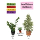 Gardenbox Beyaz Alacalı Benjamin Bitkisi, Katmerli Ful Yasemin, Tül Çiçeği, 3'lü Set, Çok Renkli