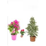 Gardenbox Beyaz Alacalı Benjamin Bitkisi, Pembe Bodur Begonvil, Gül Fidanı, 3'lü Set