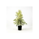 Gardenbox Beyaz Alacalı Benjamin Bitkisi, Saksılı, 30-60 cm, İç/Dış Mekan