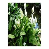 Gardenbox Beyaz Barış Çiçeği, 50-70 cm, Saksılı, İç Mekan Bitkileri, Spathiphyllum