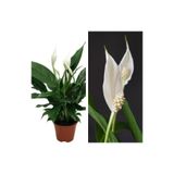 Gardenbox Beyaz Barış Çiçeği, 50-80 cm, Saksılı, İç Mekan Bitkileri, Spathiphyllum