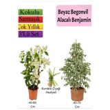 Gardenbox Beyaz Begonvil, Beyaz Alacalı Benjamin Bitkisi, Mezem Çiçeği Hediyeli, 3'lü Set, Çok Renkli