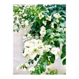 Gardenbox Beyaz Begonvil Çiçeği, 40-60 cm, Tüplü İç/Dış Mekan Bitkisi