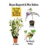 Gardenbox Beyaz Begonvil Çiçeği, Mor Salkım Ağacı Fidanı, Itır Çiçeği Hediyeli Bahçe Peyzaj Seti