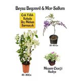 Gardenbox Beyaz Begonvil Çiçeği, Mor Salkım Ağacı Fidanı, Mezem Çiçeği Hediyeli Bahçe Peyzaj Seti