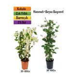 Gardenbox Beyaz Begonvil + Hanımeli Çiçeği Fidanı 2'li Bahçe Peyzaj Seti, 30-60 cm