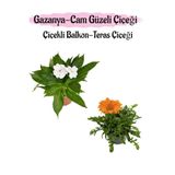 Gardenbox Beyaz Cam Güzeli + Turuncu Gazanya Çiçeği Saksılı Set, 10-20 cm
