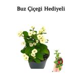 Gardenbox Beyaz Çiçekli Buz Çiçeği Hediyeli, Canlı İç Mekan Bitkisi