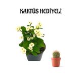 Gardenbox Beyaz Çiçekli Kaktüs, Milli Dikenler Tacı, Sevgililer Gününe Özel Hediye
