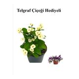 Gardenbox Beyaz Çiçekli Kaktüs, Milli Dikenler Tacı, Sevgililer Gününe Özel Telgraf Hediyeli