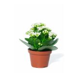 Gardenbox Beyaz Çiçekli Kalanşo ( Kalanchoe ) Çiçeği Ithal Büyük Boy